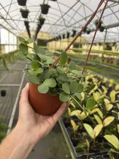 plant/Peperomia hope 6” hanging basket growers choice-4-thumbnail