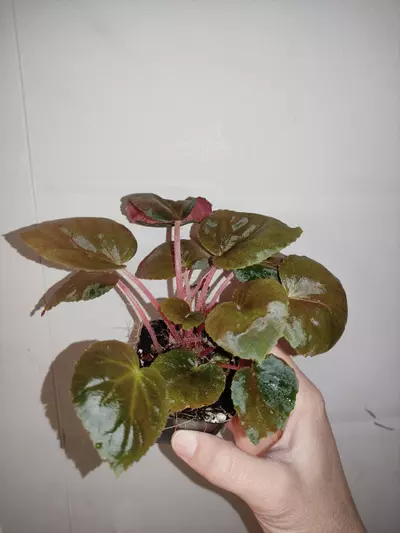 plant/Begonia metachroa-3-thumbnail