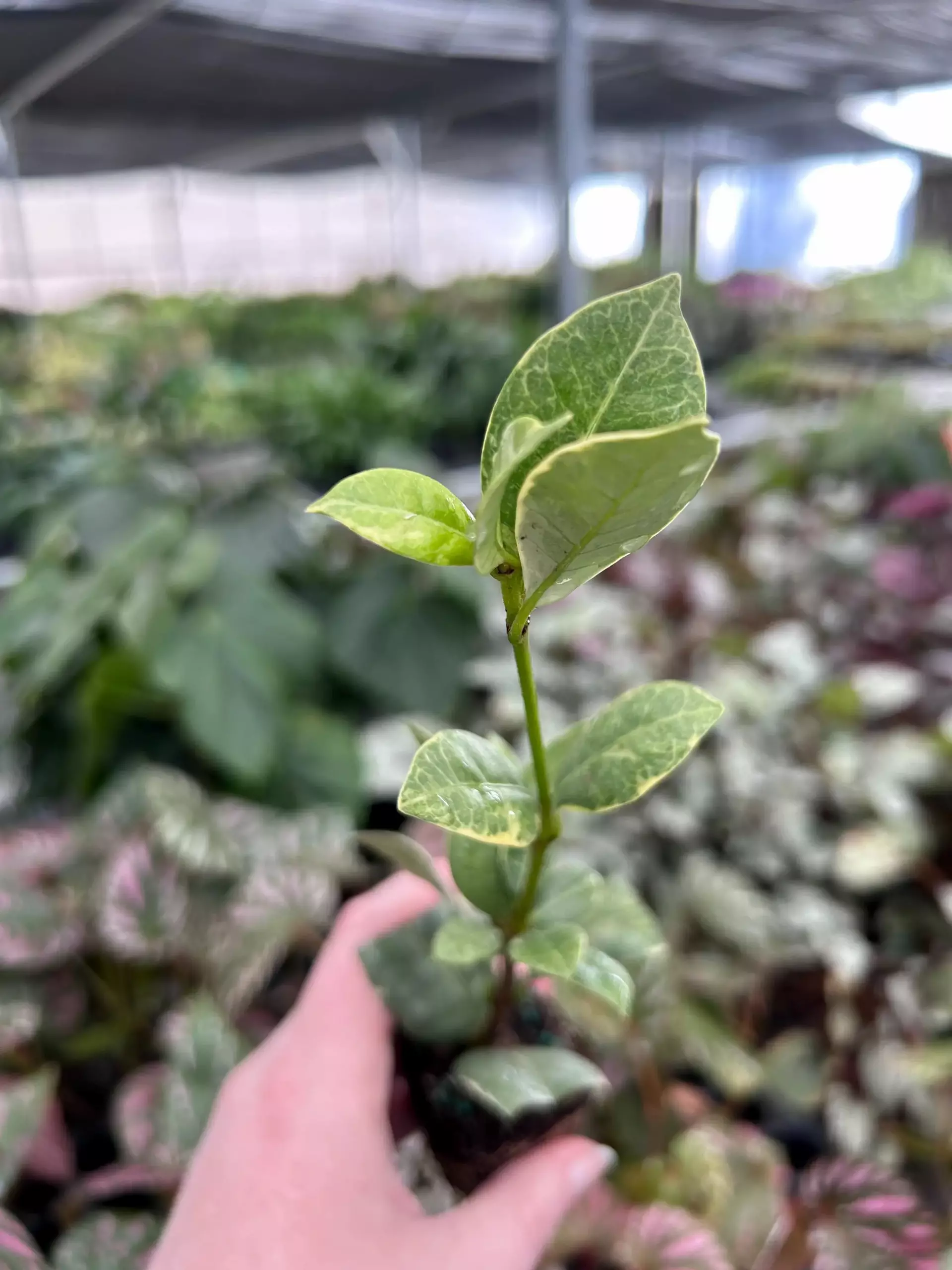 plant/Variegated Confederate Jasmine Starter Plant-0