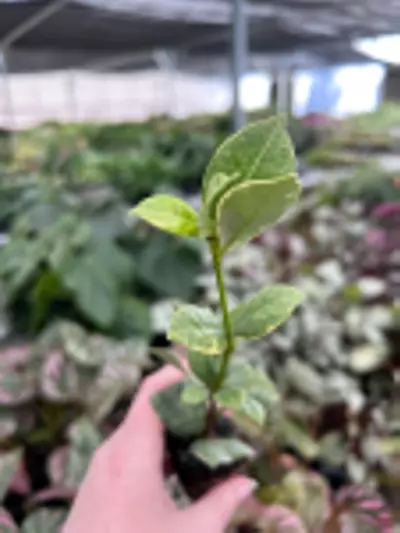 plant/Variegated Confederate Jasmine Starter Plant-0-thumbnail