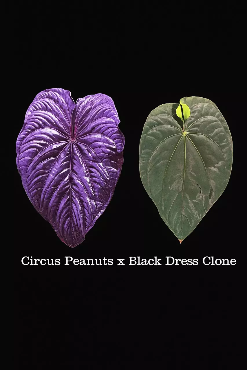 plant/Anthurium Circus Peanuts x Black Dress Clone seedling-2