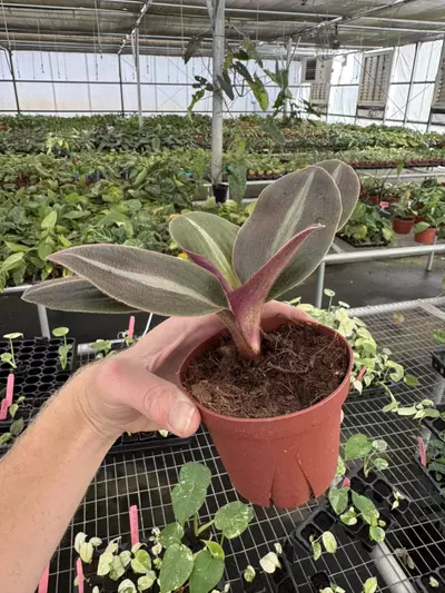 plant/Siderasis fuscata 4” pot growers choice-5-thumbnail