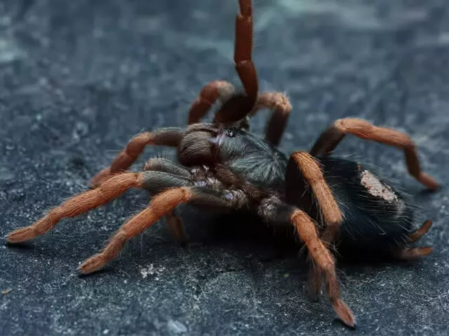 plant/Kochiana brunnipes (Dwarf Pink Leg Tarantula) 0.25-0.5" FREE AFTER $200 SPENT-0