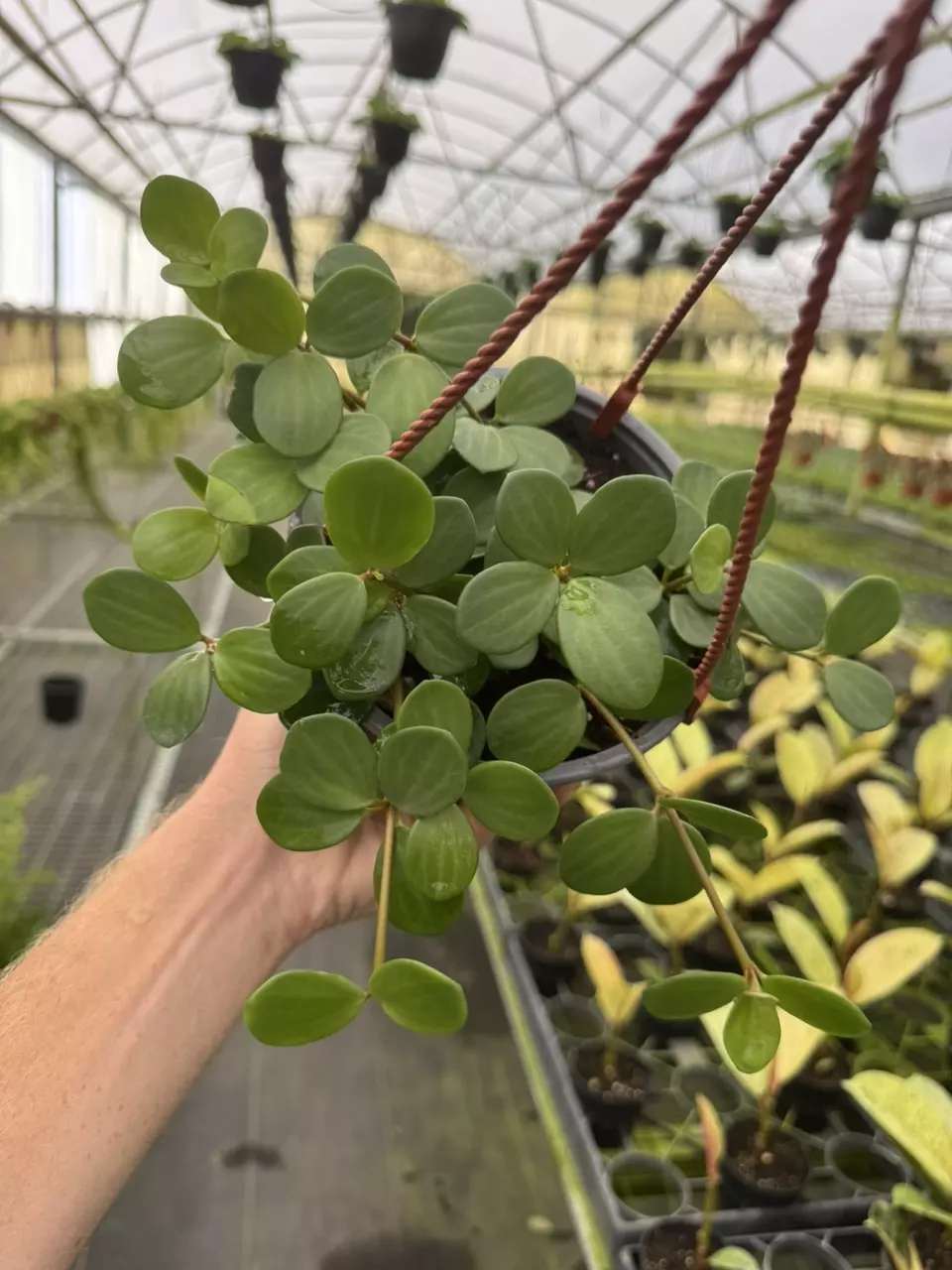 plant/Peperomia hope 6” hanging basket growers choice-0