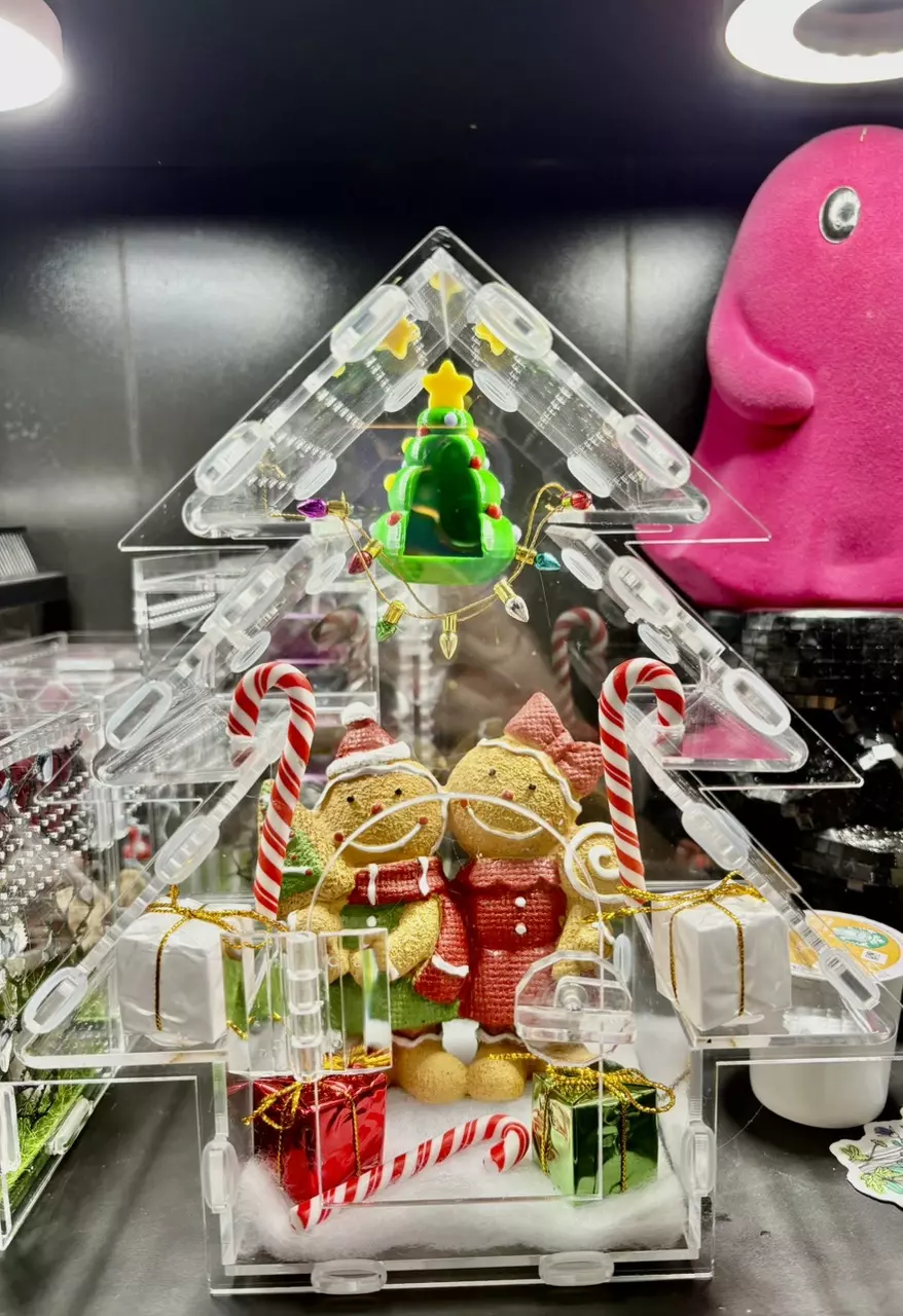 plant/Christmas theme adult/sub adult jumping spider enclosure-0