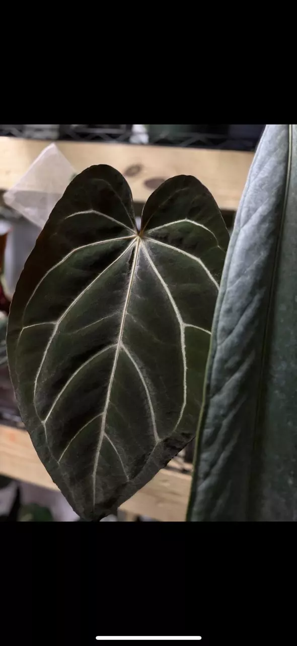 plant/Carla Bess x Carla Spider Bess-3