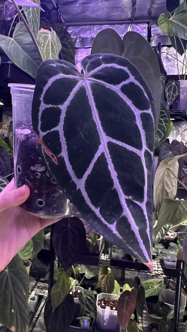 plant/Pure Crystal in cataphyll-1