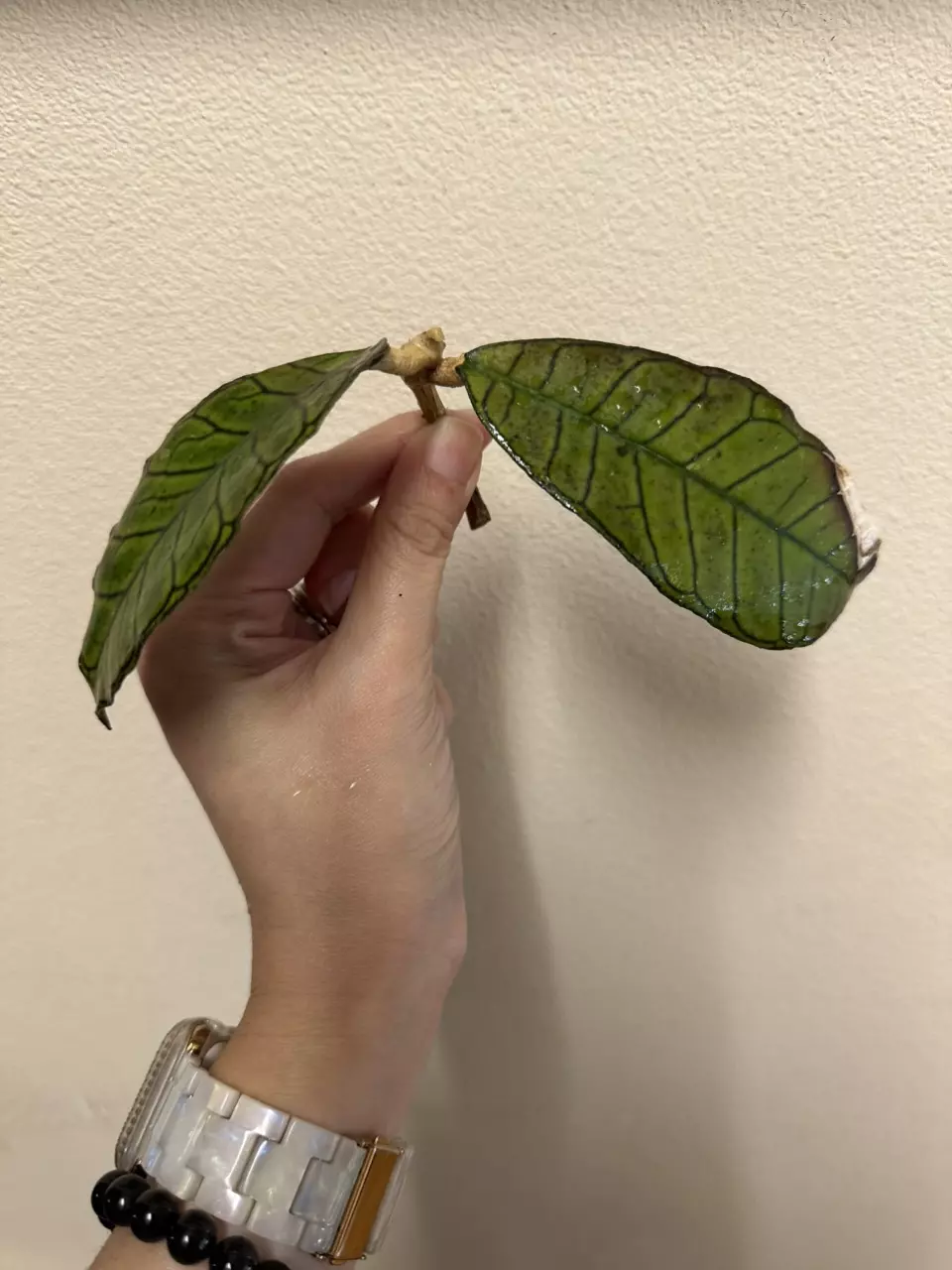 plant/Hoya gunung gading (fresh cut, now rooting in water)-0