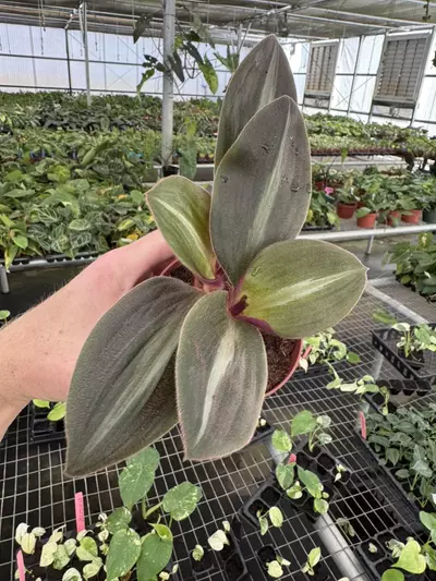 plant/Siderasis fuscata 4” pot growers choice-2-thumbnail