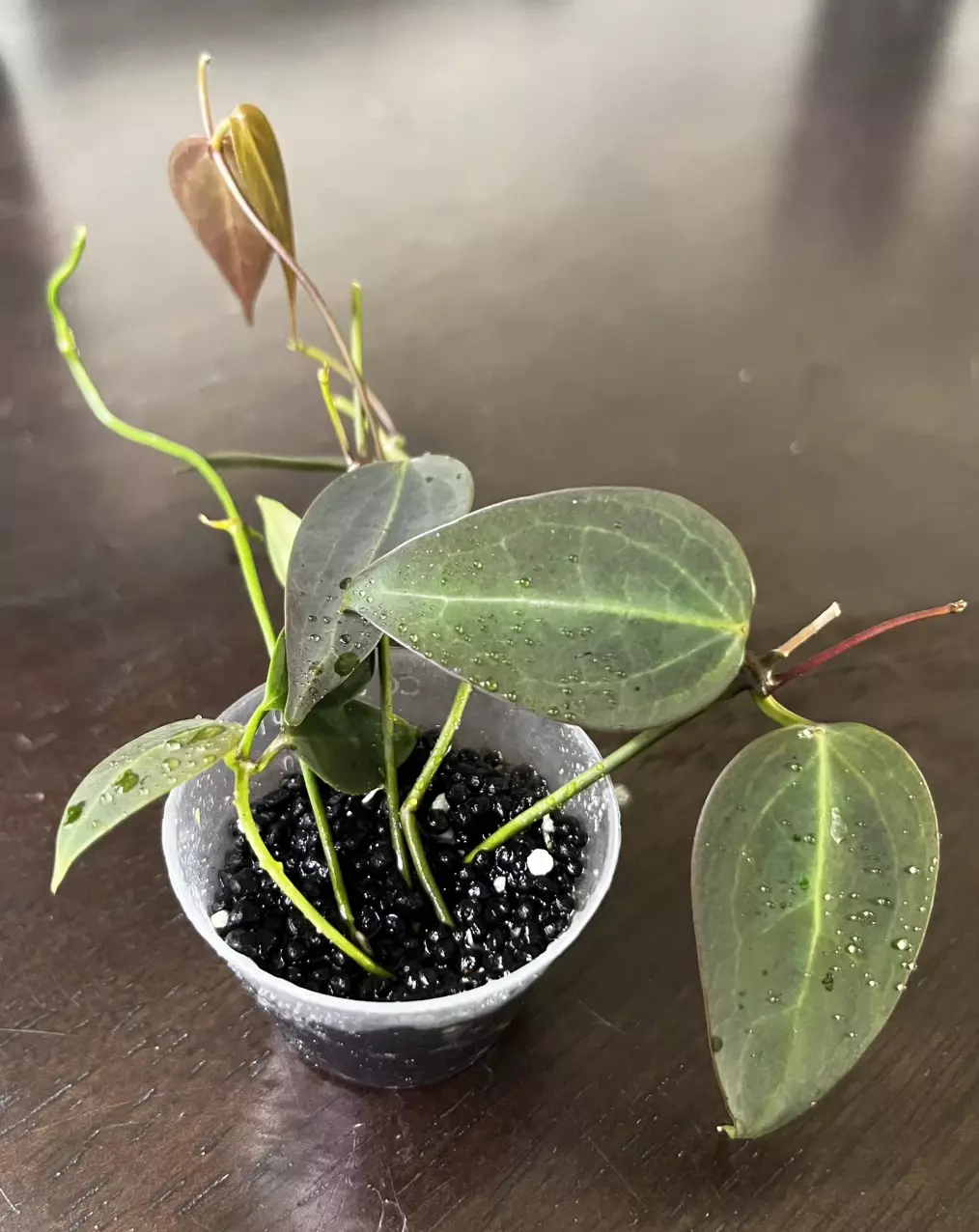 plant/Hoya carrii NS13-064-0