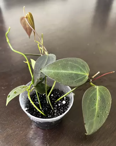 plant/Hoya carrii NS13-064-0-thumbnail