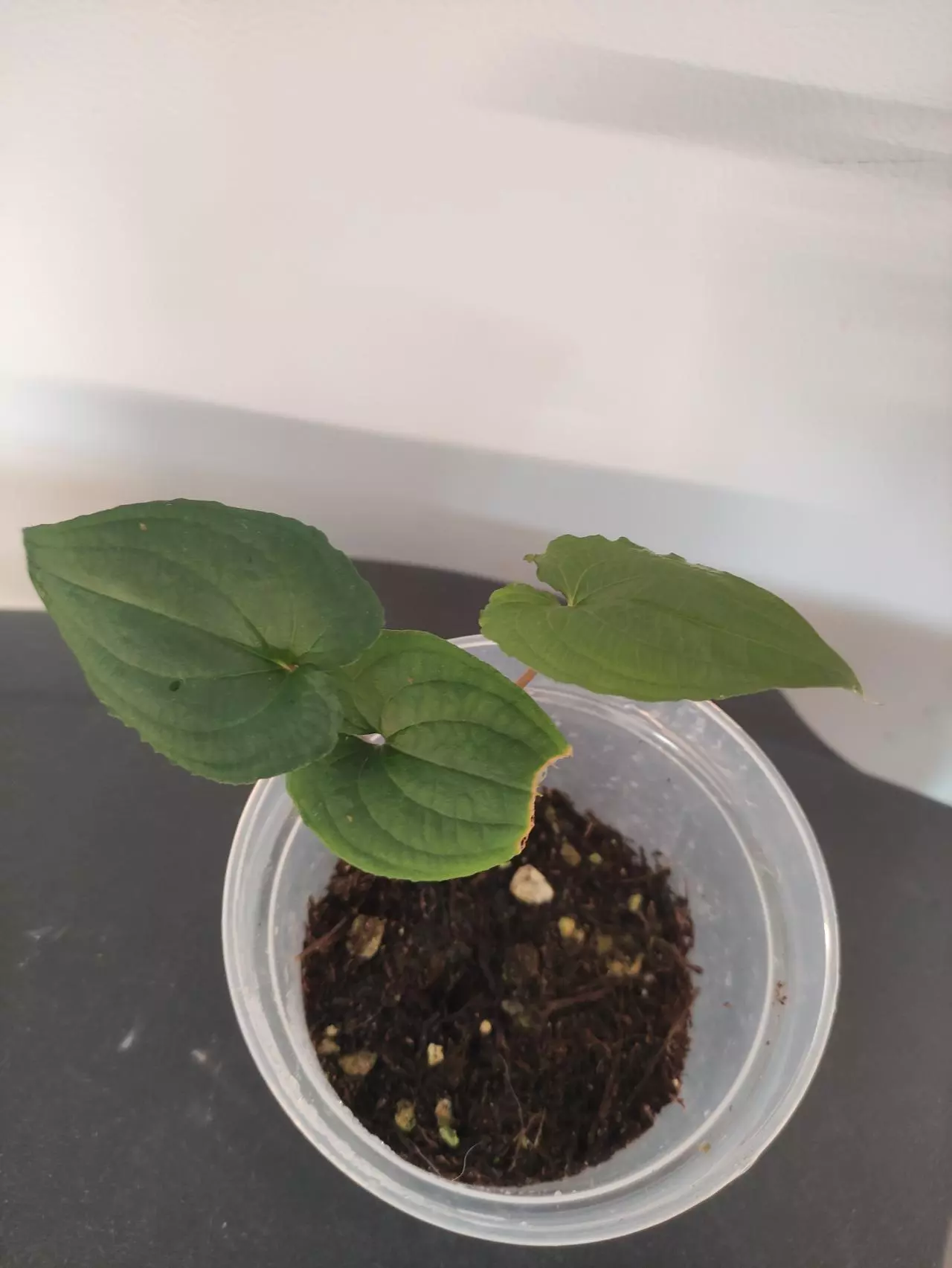 plant/Anthurium clidemioides-1