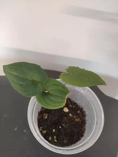 plant/Anthurium clidemioides-1-thumbnail