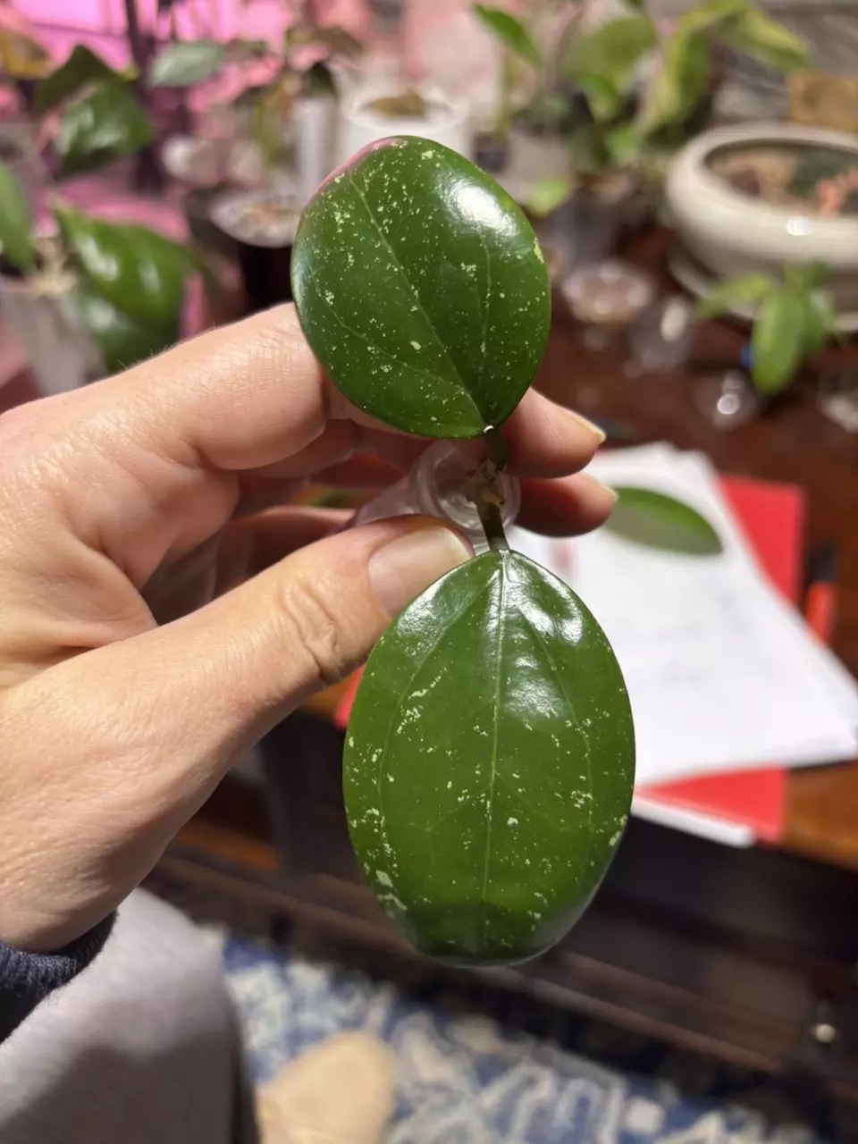 plant/#221 Hoya Parasitica Dai Tung fresh cutting-0