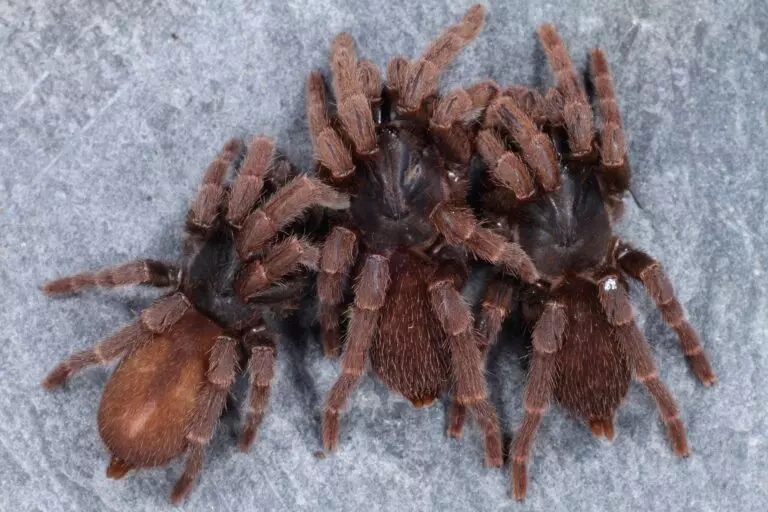 plant/Phlogiellus sp 'rusty legs' Tarantula 0.5" FREE AFTER $450 SPENT-0