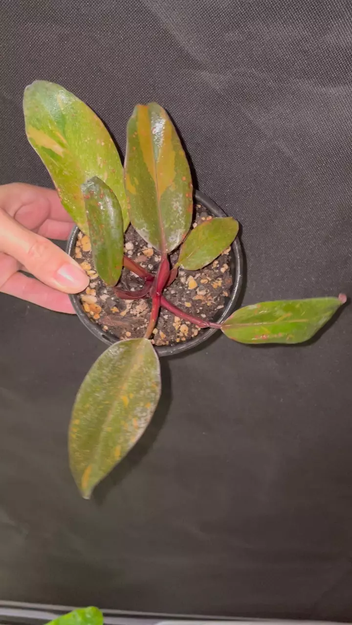 plant/Philodendron orange princess 3”-1