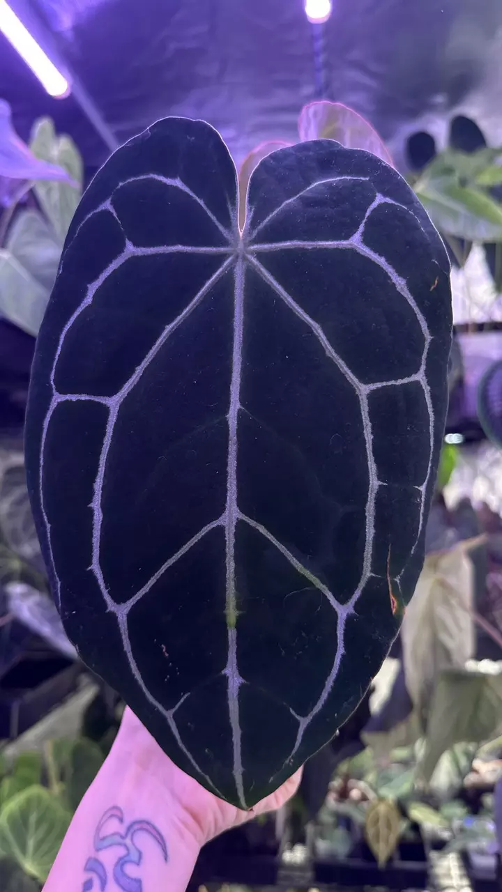 plant/Pure Crystal in cataphyll-0