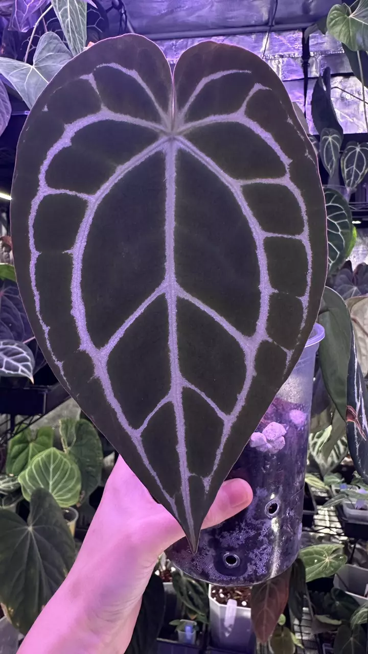 plant/Pure Crystal in cataphyll-2