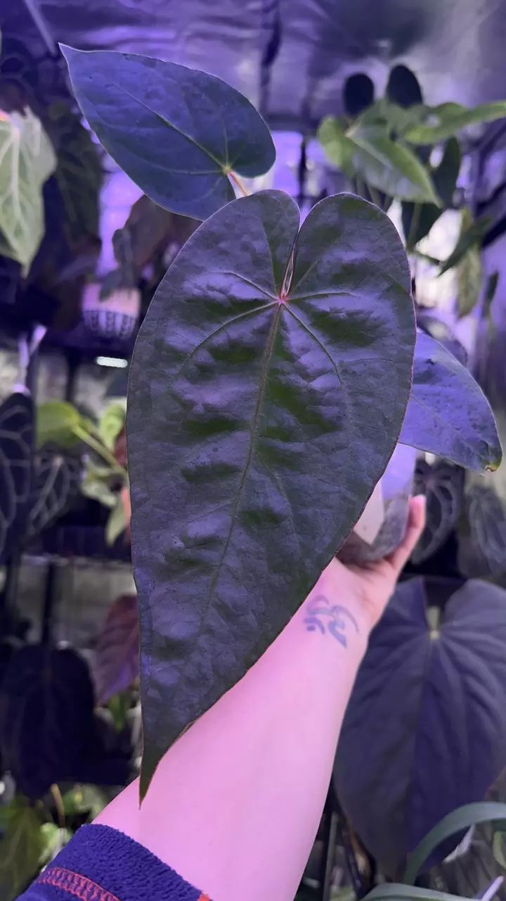 plant/Gigi x Magnificum offset-2