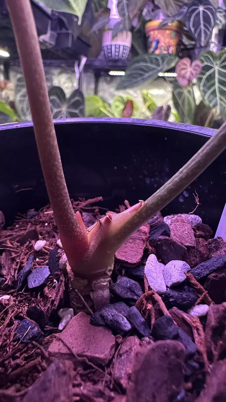 plant/Besseae Aff in cataphyll-2