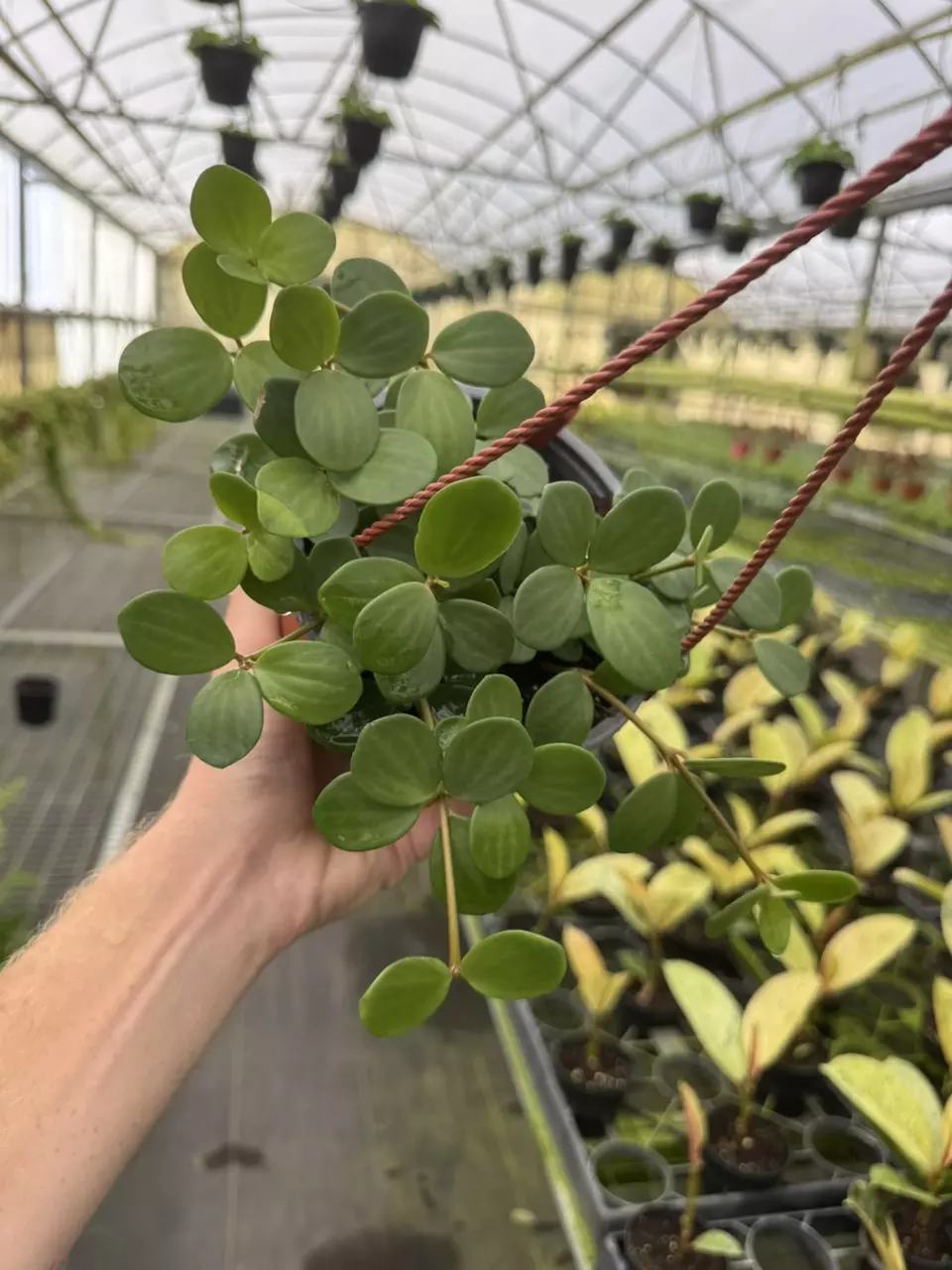 plant/Peperomia hope 6” hanging basket growers choice-1