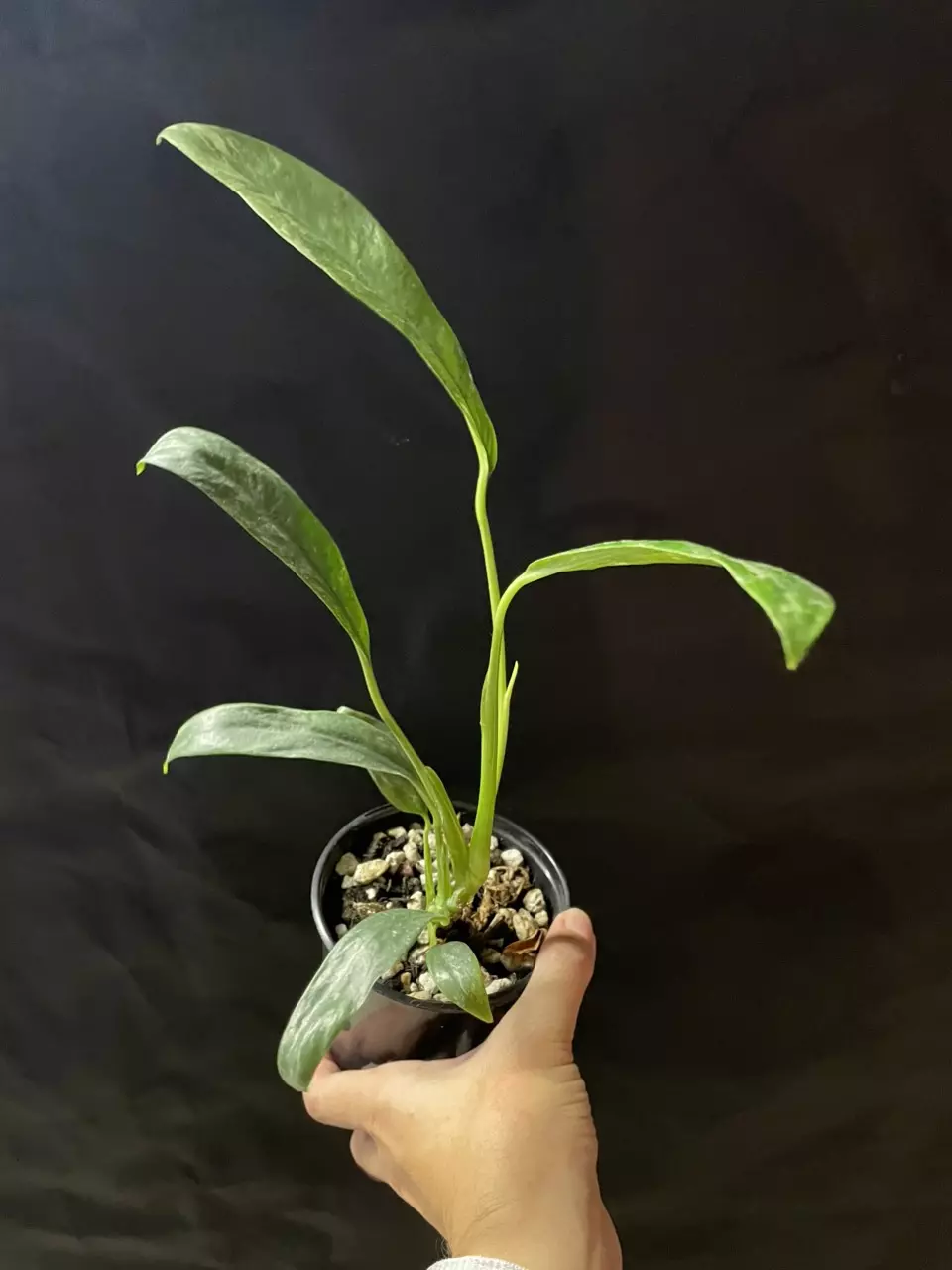 plant/Epipremnum Giganteum Marble Variegated-2