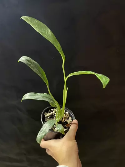 plant/Epipremnum Giganteum Marble Variegated-2-thumbnail
