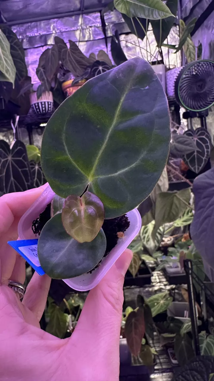 plant/Indo Dressleri X Tezula Crystal x (Carla x Bessease aff)-0