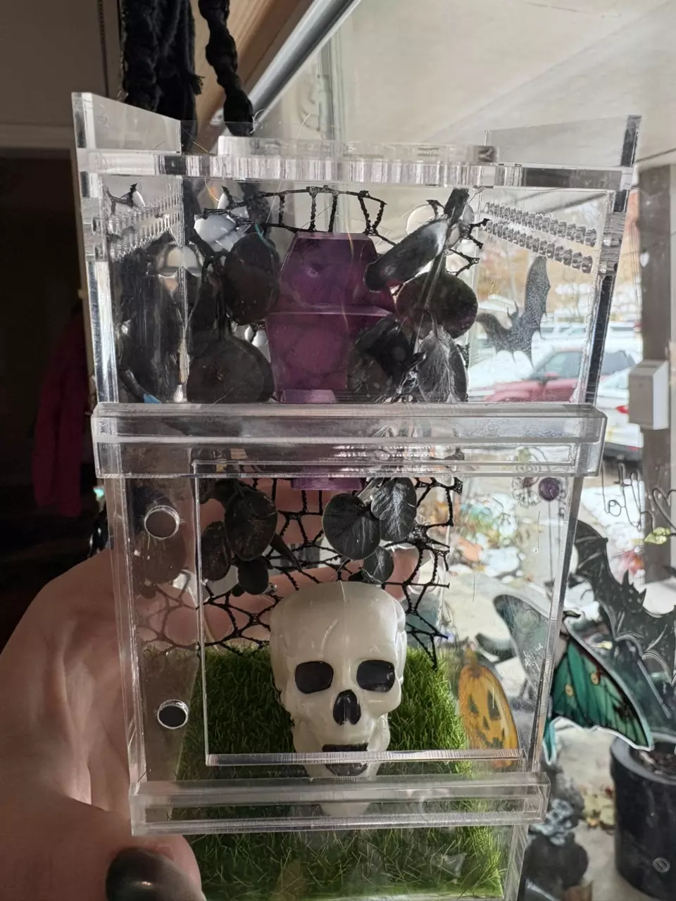 plant/Spooky themed jumping spider enclosure, juvie size.-0
