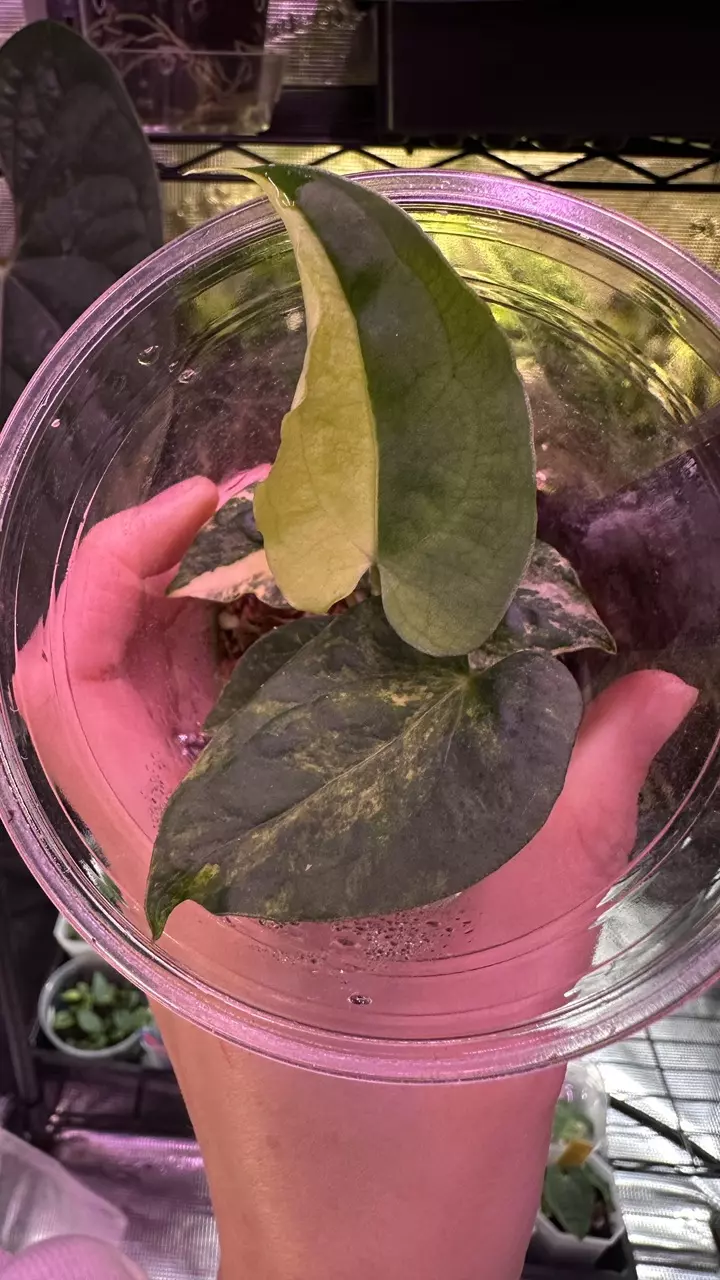 plant/Pap ‘Variegated’ x Pap ‘Ralph Lynam’ S1-0