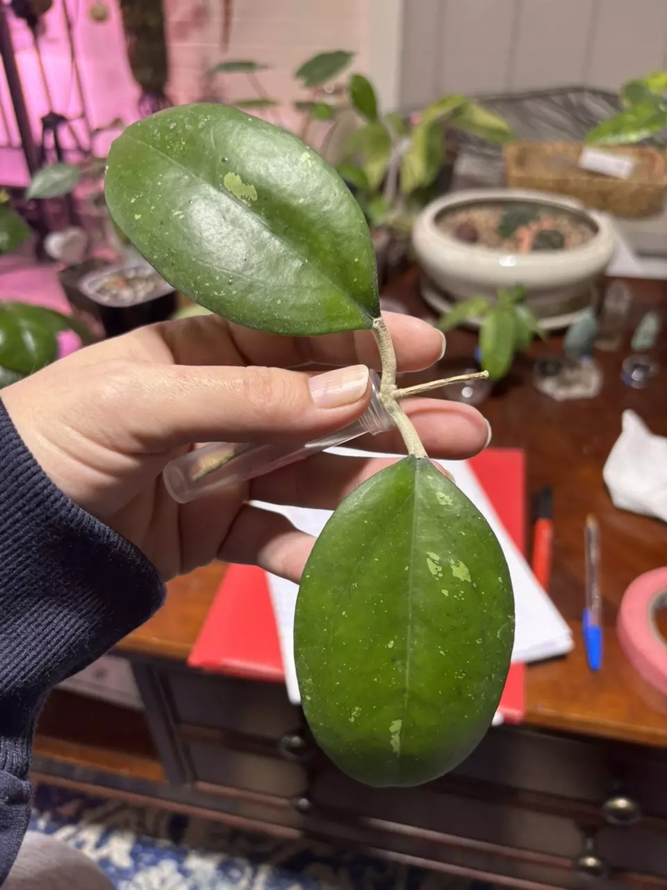 plant/#220 Hoya Noelle fresh cutting-0