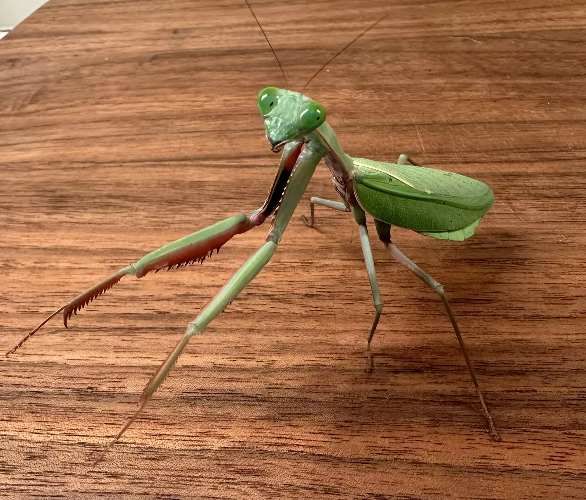 plant/Giant Australian Rainforest Mantis nymph “Rainbow Mantis” (H. majuscula)-0
