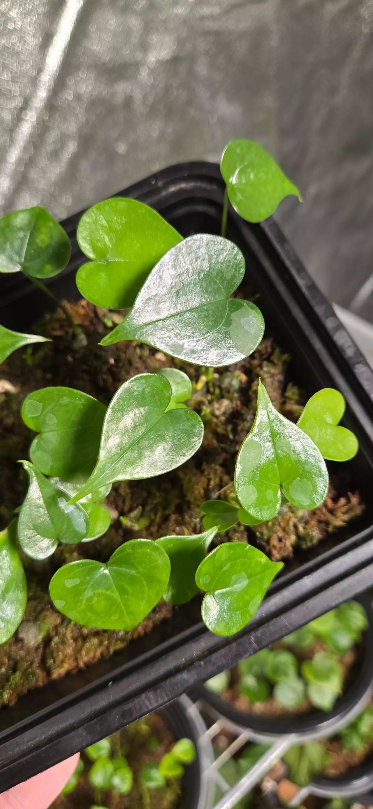 plant/Anthurium tacotalpense (Never before offered species)-0