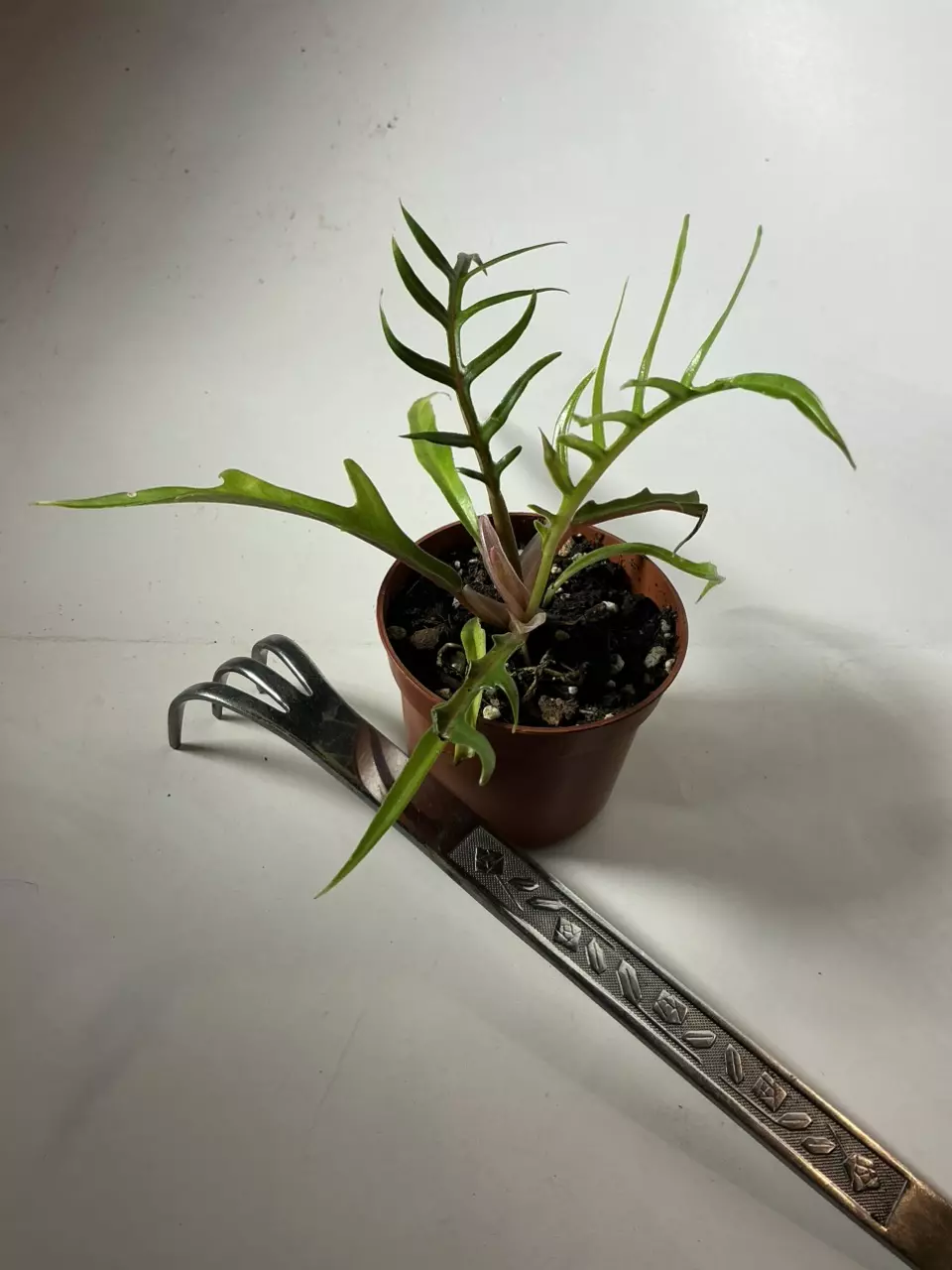 plant/Philodendron “tortum” 2” pot (cute & unique)-2