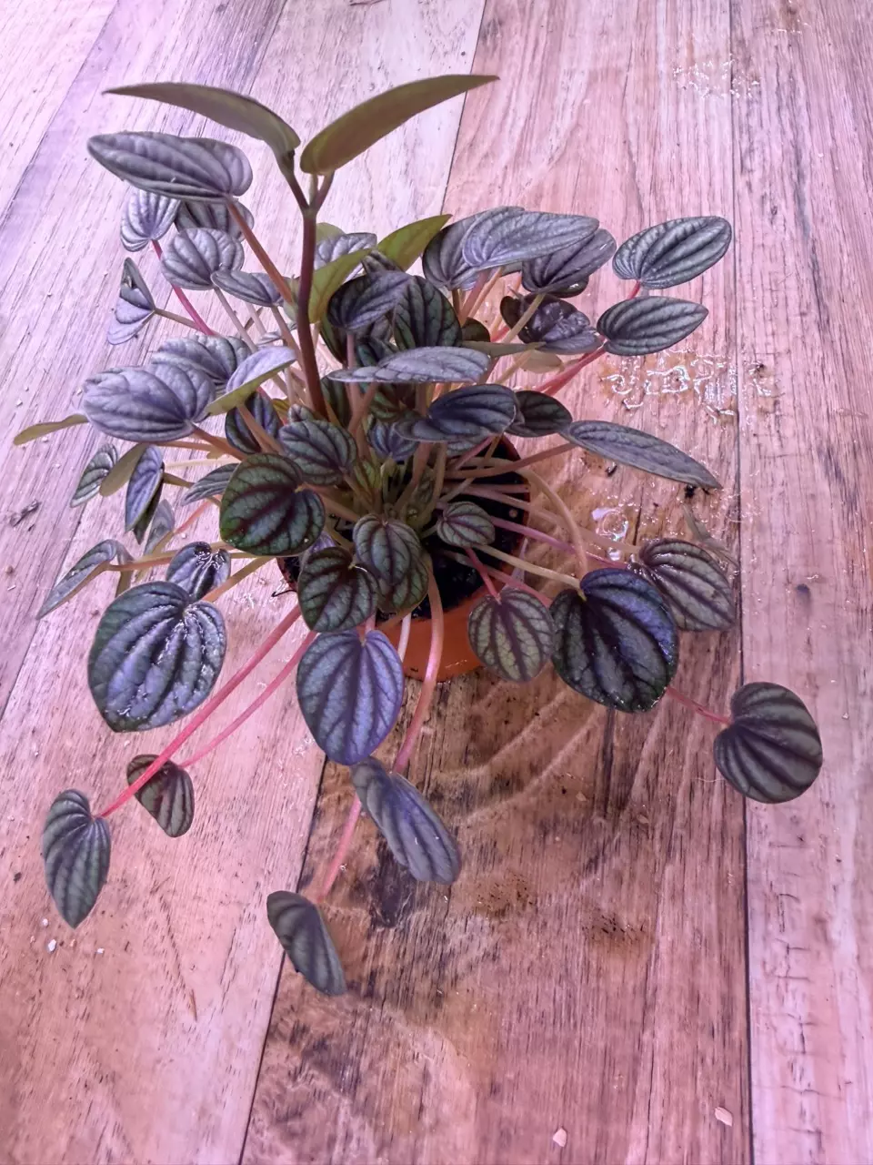 plant/Peperomia Piccolo Banda 0005-2