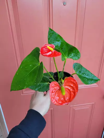 plant/Anthurium Orange Flamingo 4" pot-0-thumbnail
