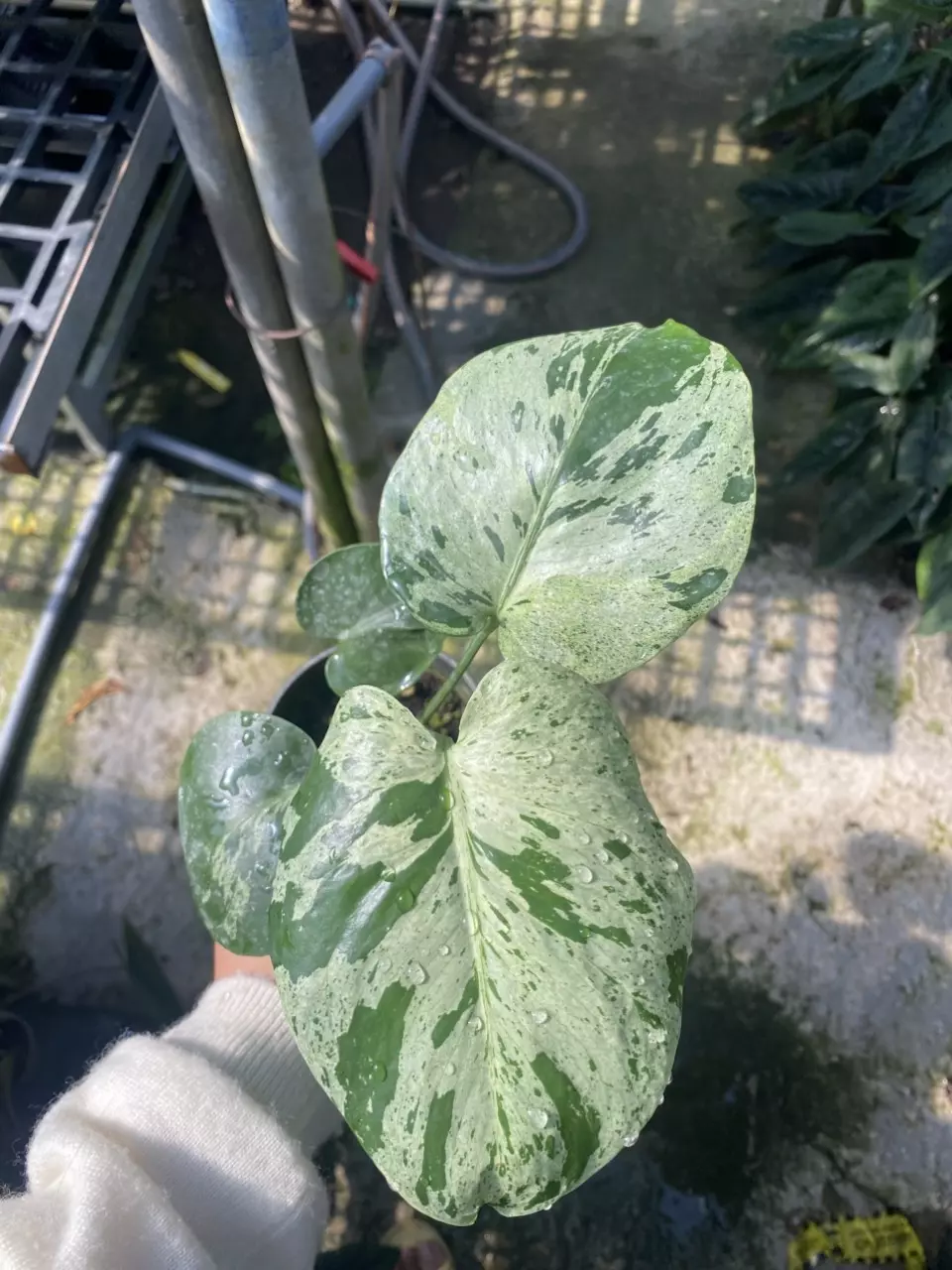 plant/Seller’s choice. - Monstera Vietciosa 3.5” pot-0