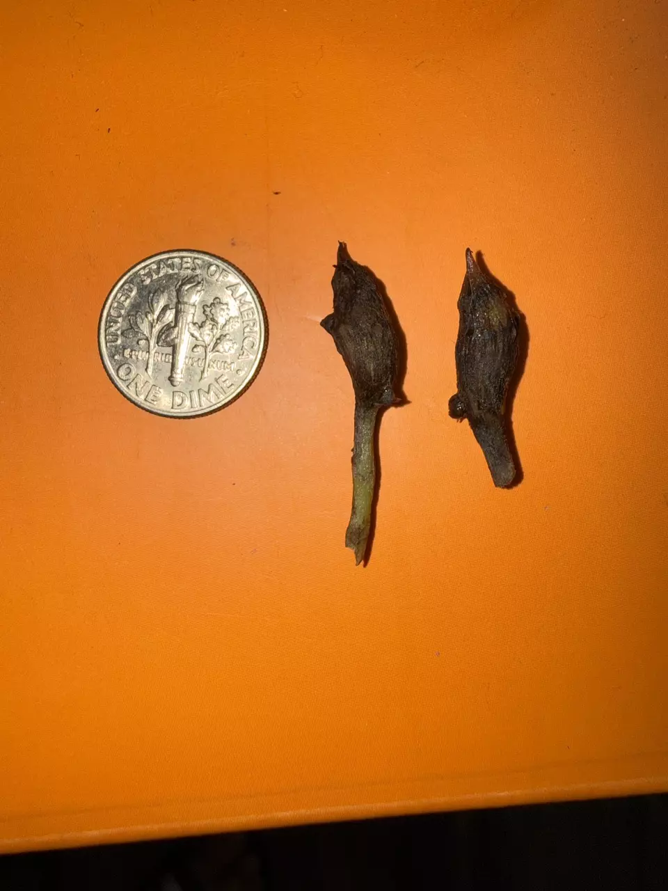 plant/Alocasia brancifolia Albo corm-3