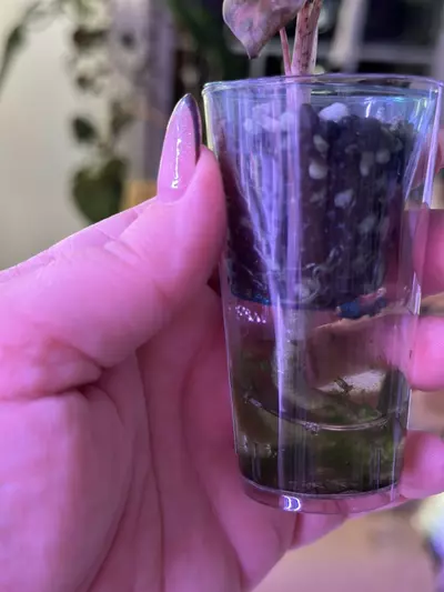 plant/Alocasia Psuedo Aurea 💛corm grown-3-thumbnail