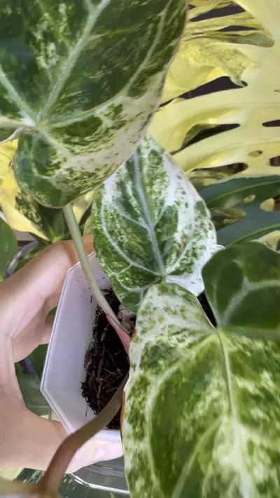 plant/Crystallinum Crystal Albo-0-thumbnail