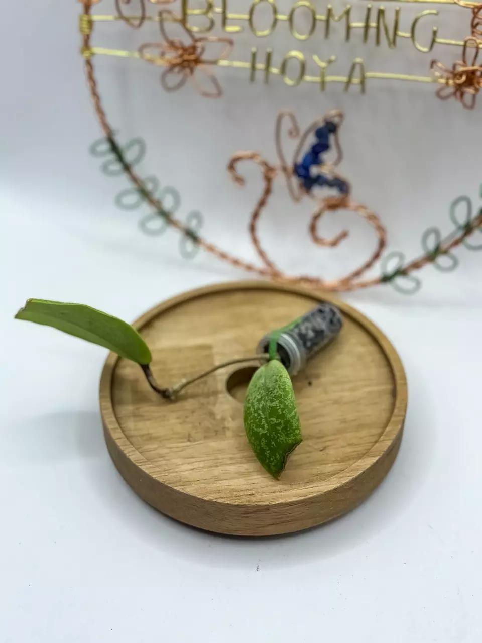 plant/32. Jita Silver (rooted, note damaged leaves)-0