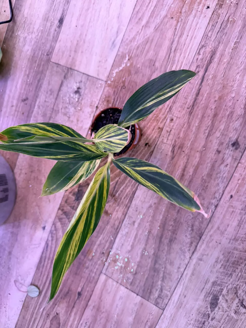 plant/Alpinia variegated ginger 0007-1