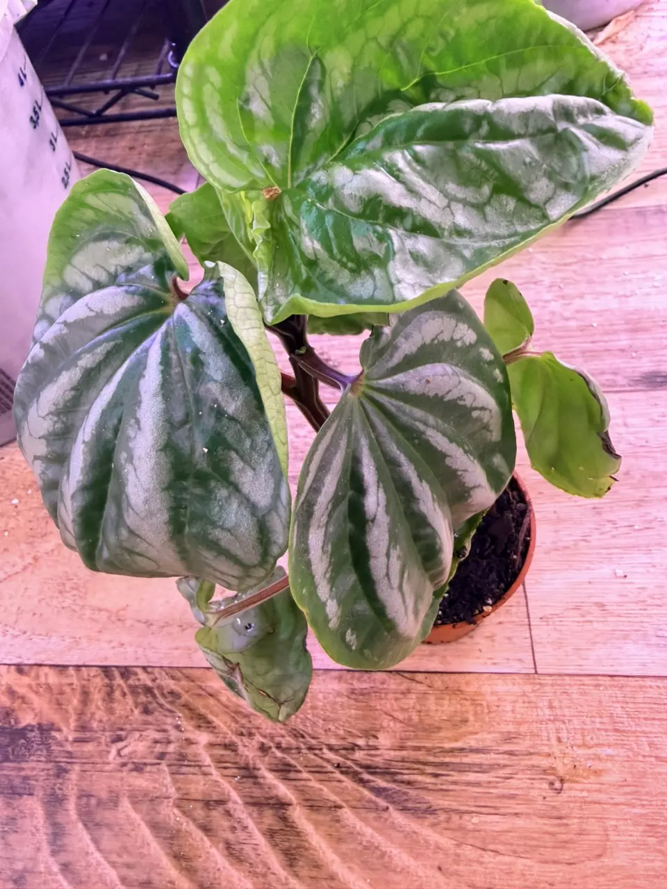 plant/Peperomia Ecuador 0001-2