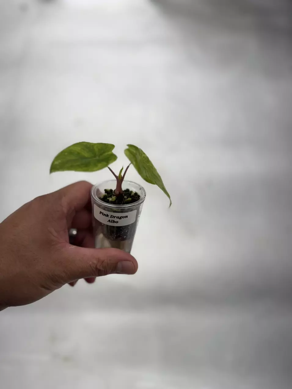 plant/Pink Dragon Albo Pup-0