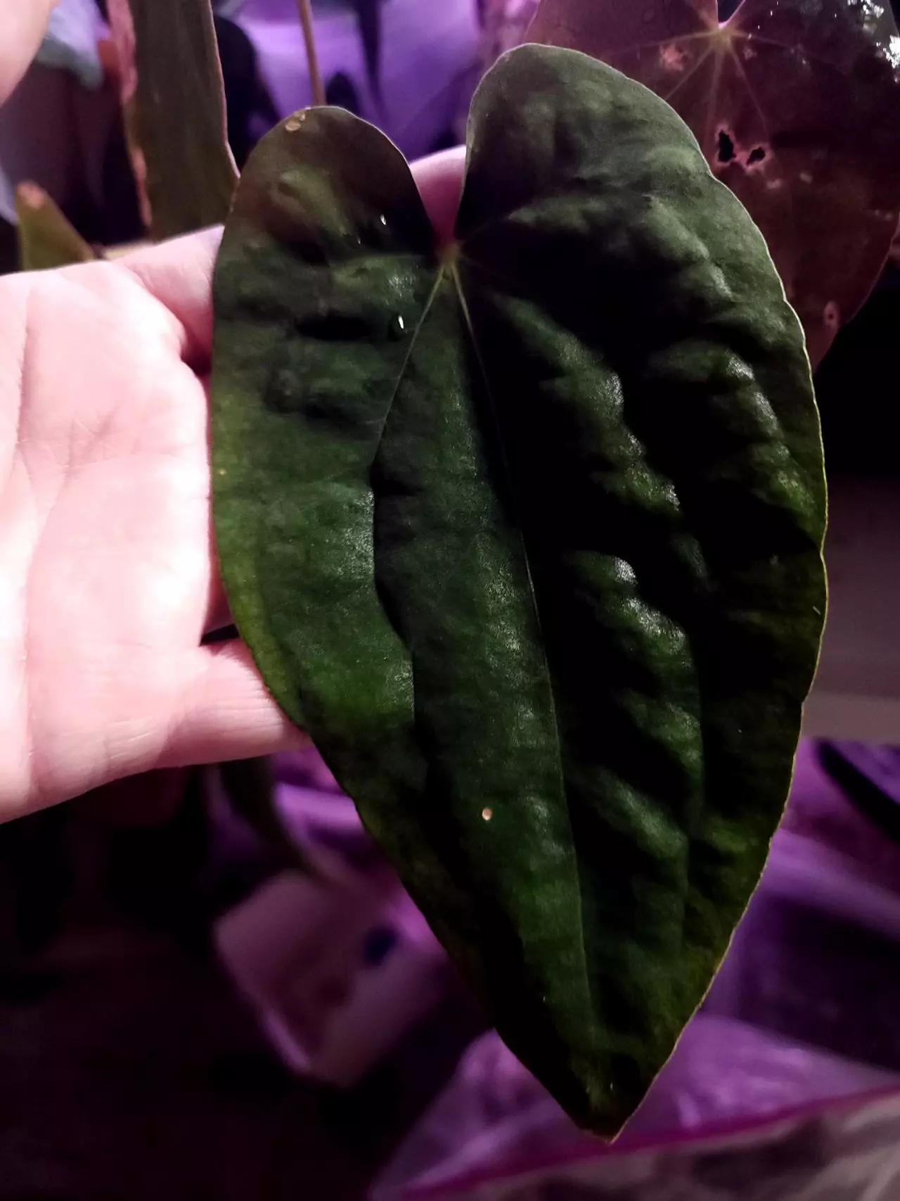 plant/Midnight Stranger x Pap from Hai-1