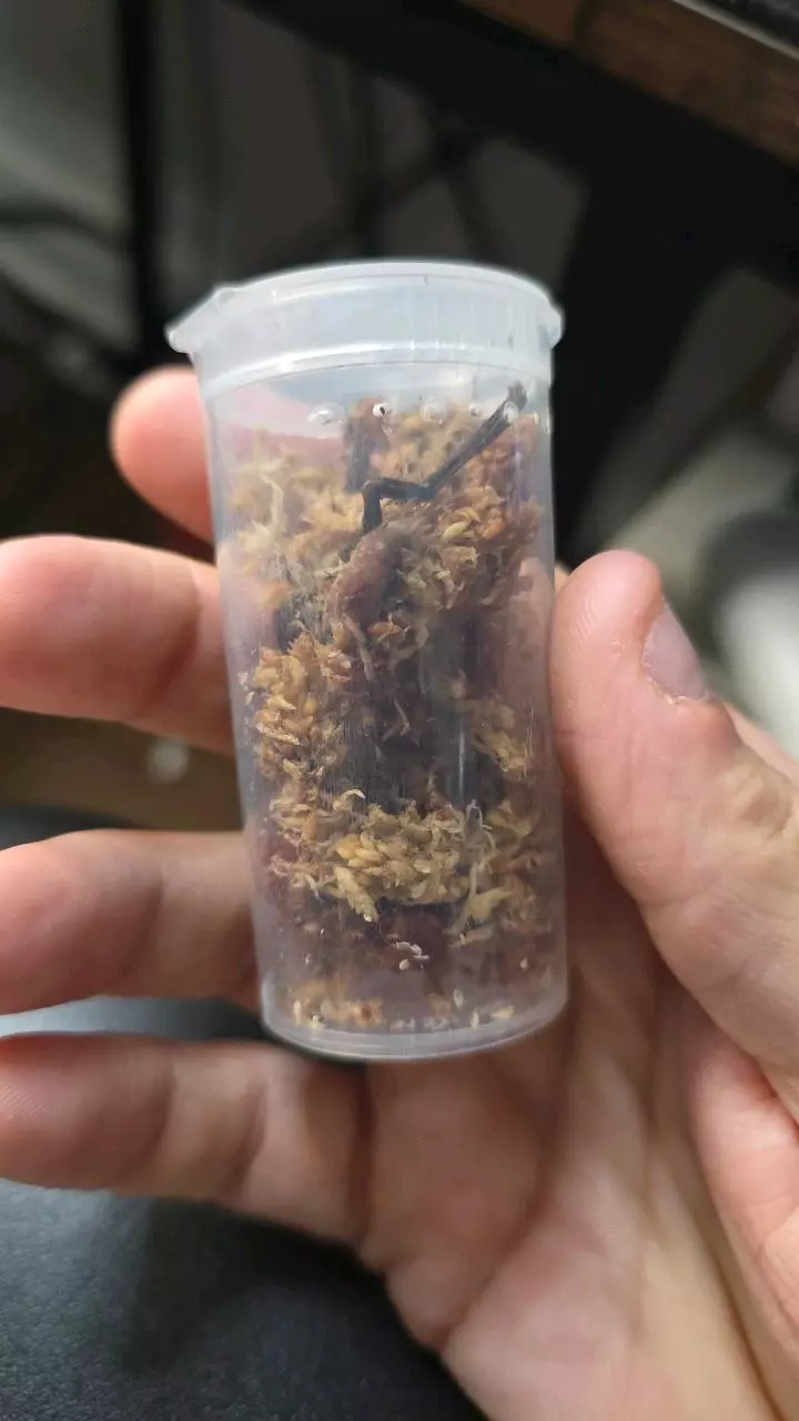 plant/Brazilian Red & White (Vitalius chromatus) 1/2"+-0