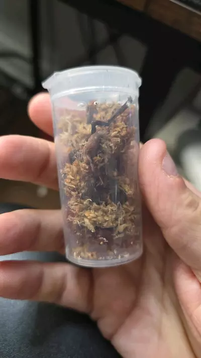 plant/Brazilian Red & White (Vitalius chromatus) 1/2"+-0-thumbnail