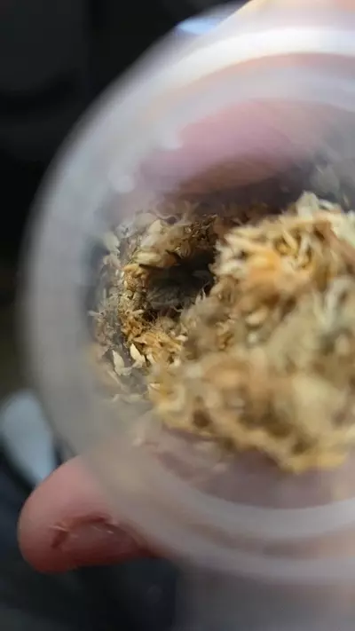 plant/Thai Silver Grey EathTiger 
(Ornithoctonus costails) 1/2"-0-thumbnail