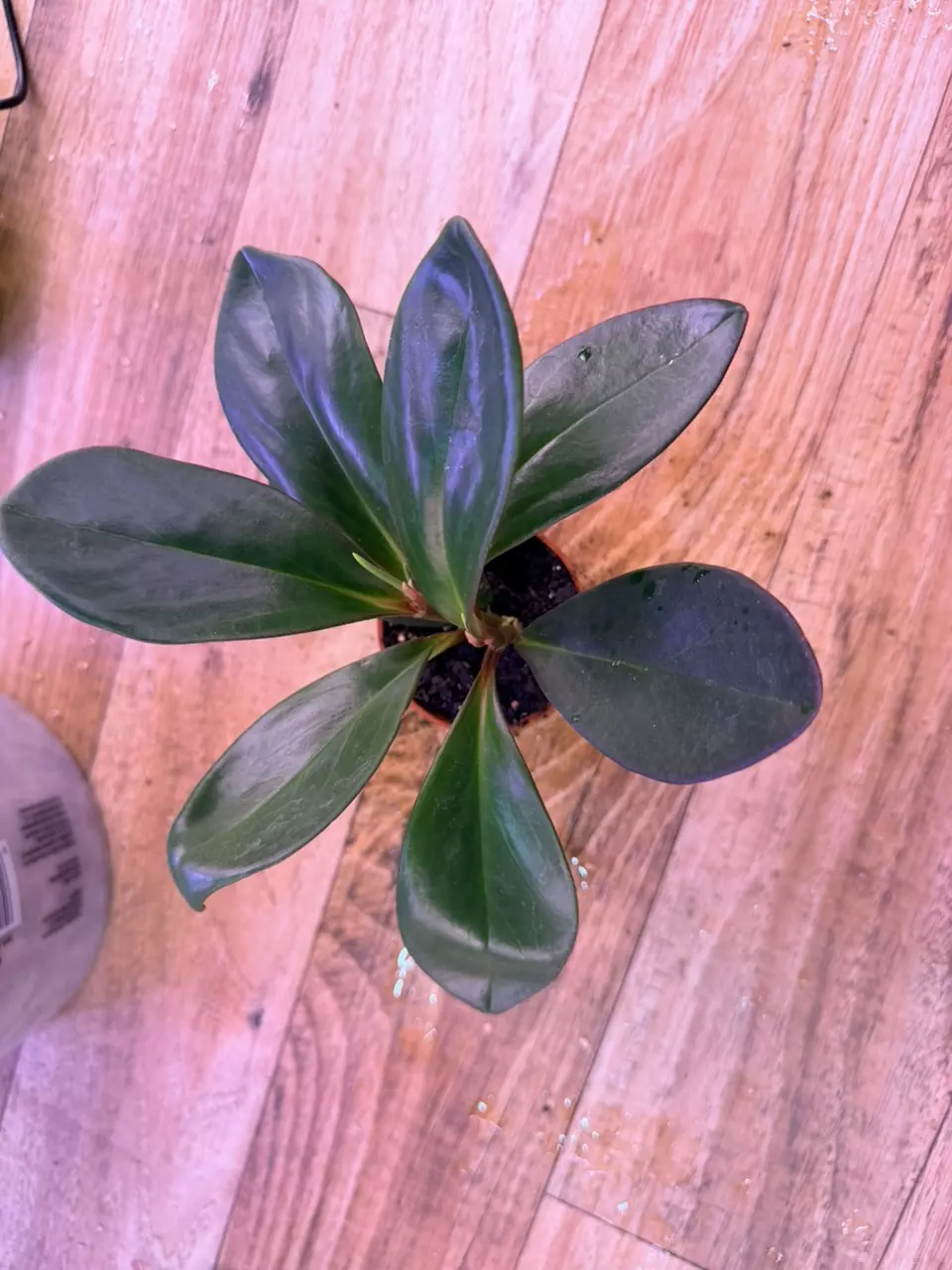 plant/Peperomia Red Congo 0009-1
