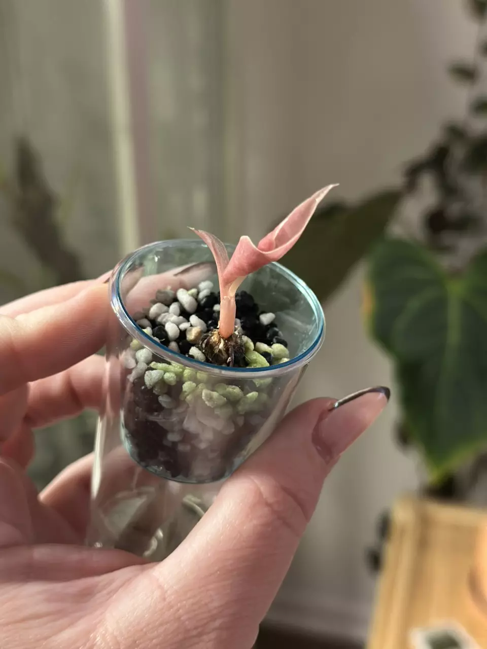 plant/Alocasia Pink Chantrieri pup, corm grown, buyers risk!-2